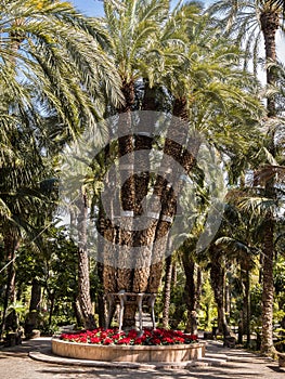 Imperial Palm Tree in Elche, Spain